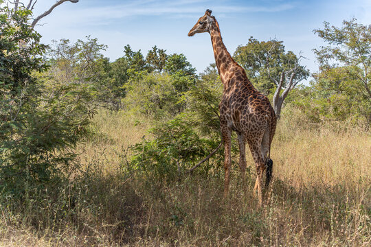 Fototapeta Giraffe among the greenery in wild Africa