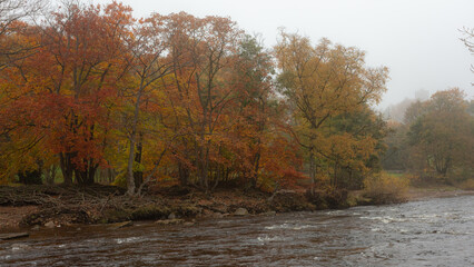 autumn coloured trees on river swale at richmond, richmondshire