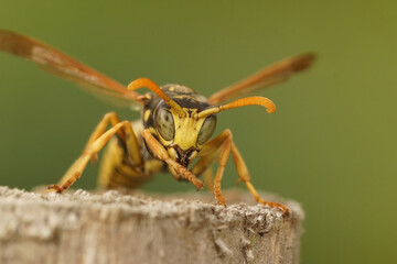 Facial closeup on a French paperwasp, Polistes dominula on a fencepool