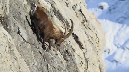Alpine ibex (Capra ibex). A mountain goat with large horns rappelling from top of a huge tall cliff rock. Wild goat climbing down. Beautiful Alps landscape in spring.