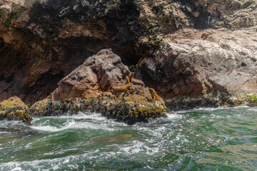 Sea lions resting on the rocks of the Ballestas Islands. Nature reserve and travel destination in Peru.