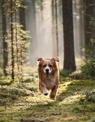 Naklejka premium Dog running in the forest