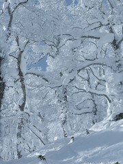 Fresh snow and delicate frozen branches create a white winter fairy tale with soft sunlight and muted tones that emphasize the peaceful atmosphere of the wilderness in the heart of Japanese mountains.
