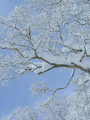 LOW ANGLE VIEW: Tree branches covered with fresh snow extend against a blue sky. Frosted details and pristine snow create a white winter fairy tale in Japanese mountain forest after days of snowfall.