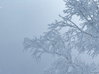 CLOSE UP: Delicate snowy branches reach out against a cloud of gray mist. Soft sunlight and sparkling snowflakes create an ethereal scene. Beauty of a winter day in the heart of Japanese mountains.