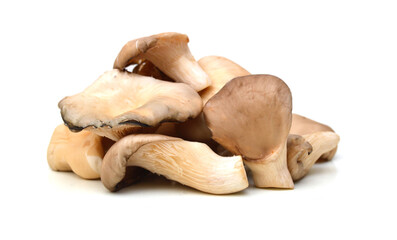 Oyster mushroom on white background