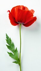 Naklejka premium Single vibrant red poppy, petals unfurled, white background, wallpaper, red poppy, petal
