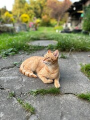 
proud cat in the garden