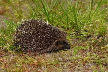 Closeup on a European hedgehog, Erinaceus europaeus walking on a grassland on sunny day © Henk