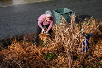 Middle-aged gray-haired woman gardener with pruning shears, winter garden cleanup work, dead leaves of Iris and Crocosmia ready to be cut down, green yard waste container on street
