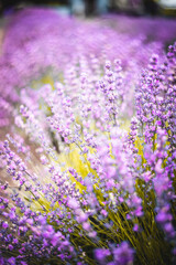 Naklejka premium Purple Lavender Fields 
