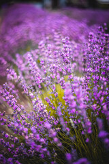 Purple Lavender Fields 