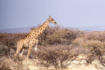 An Angolan Giraffe -Giraffa giraffa angolensis- standing on the plains of Etosha national park, Namibia.