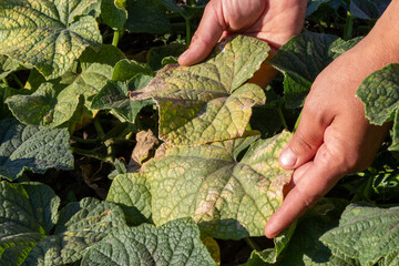 damaged leaves of cucumbers close-up