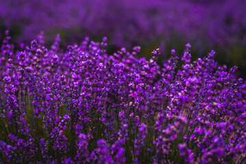 Naklejka premium Purple Lavender Fields 