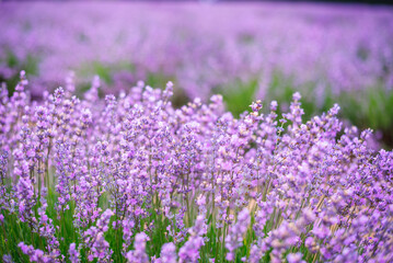 Purple Lavender Fields 