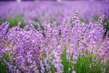 Purple Lavender Fields 