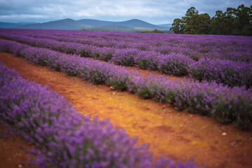 Naklejka premium Purple Lavender Fields 