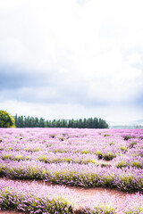 Purple Lavender Fields 