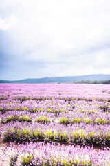 Obraz premium Purple Lavender Fields 