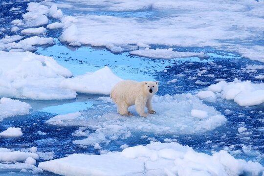 A polar bear on an ice floe in the Arctic sea watching to the photographer