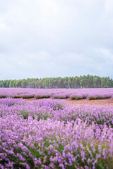 Purple Lavender Fields 