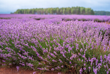 Fototapeta premium Purple Lavender Fields 
