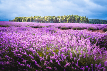 Purple Lavender Fields 