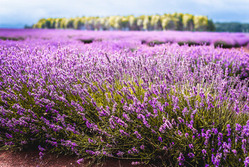 Purple Lavender Fields 