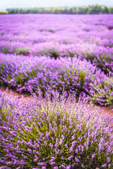 Purple Lavender Fields 