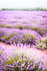 Fototapeta premium Purple Lavender Fields 