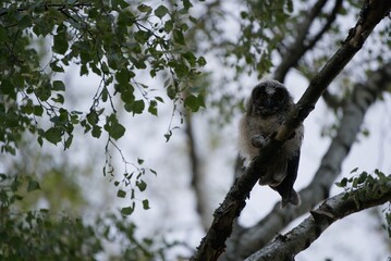 Fototapeta premium A young owl with downy plumage sits on a branch. It holds a mouse in one claw and watches the observer attentively