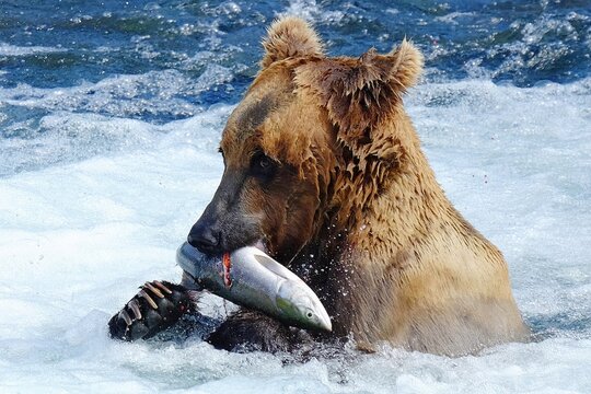 Brown bears eating salmon at the falls of the Brooks River in Alaska
