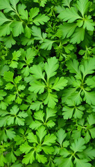 Obraz premium Set of parsley leaves, displaying their vibrant green, curly or flat varieties widely used as a garnish and flavoring herb, masterpiece, with white tones
