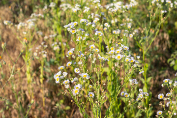 wild wildflowers a thicket of wildflowers