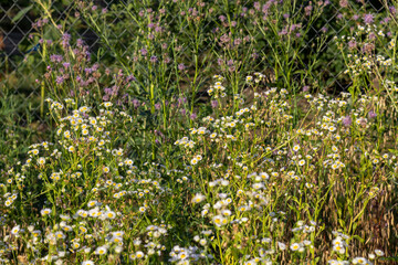 wild wildflowers a thicket of wildflowers