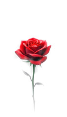 Fototapeta premium Misty rose: A single red rose surrounded by mist, creating a serene and tranquil scene that emphasizes its beauty, color sketch, with white tones