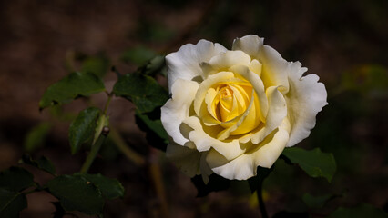 yellow and white rose