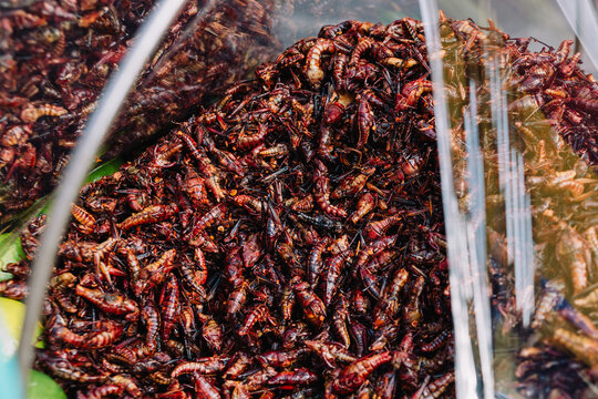 Chapulines enchilados is a traditional plate from mexico made from fried grasshoppers with chili