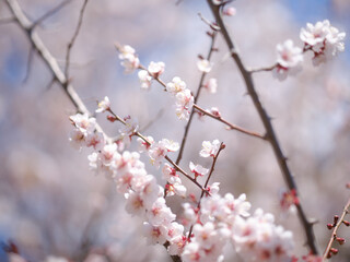 桜のマクロ撮影