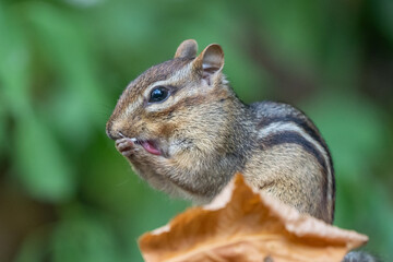 Chipmunk Licking His Paws