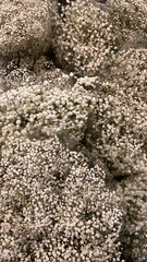 white flowers 
background