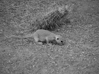 Ground Squirrel Foraging for food next to a cacti