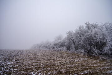 Winter foggy landscape. Fields and trees