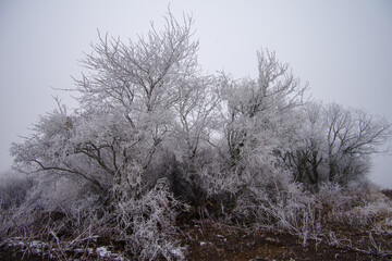 Winter foggy landscape. Fields and trees