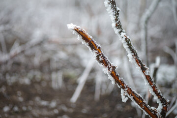 Beautiful frosty winter background, snowy trees