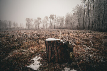 Winter foggy landscape. Fields and trees