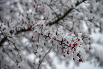 Beautiful frosty winter background, snowy trees