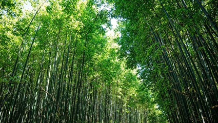 Fototapeta premium Tranquil bamboo forest with sunlight filtering through tall green stalks