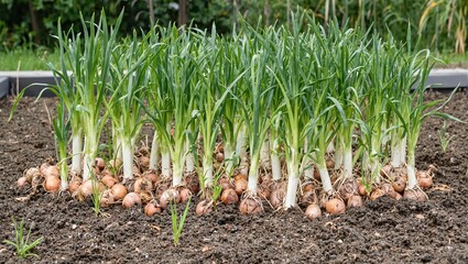 Obraz premium Fresh onions in raised garden bed green shoots reaching towards the sky
